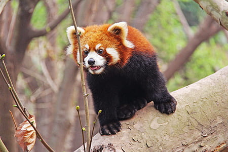 red fox on tree branch thumbnail