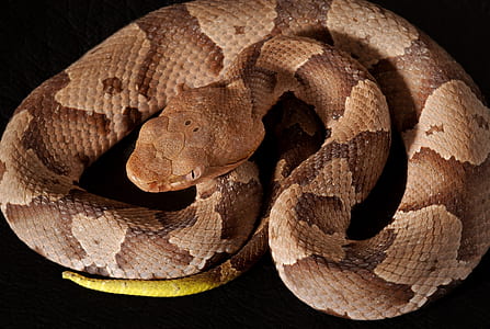 brown boa constrictor thumbnail
