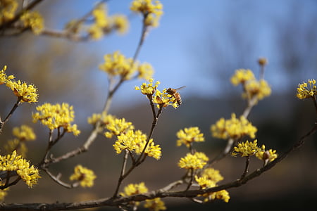 selective focus photography of yellow petaled flower thumbnail