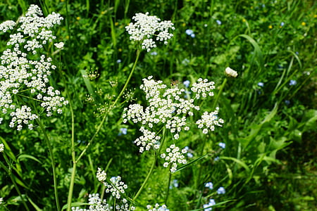 white petal flowers thumbnail