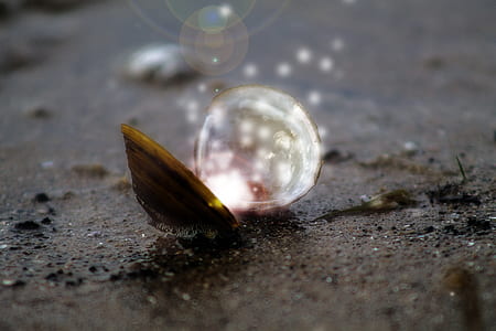 opened brown clamshell on brown pavement at daytime thumbnail