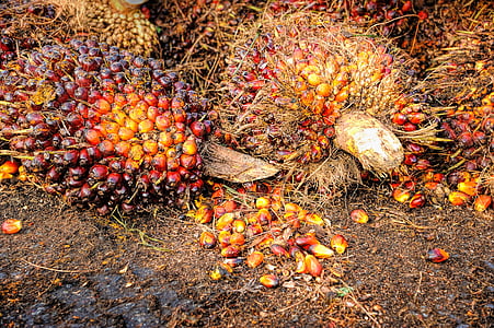 bunch of plums thumbnail