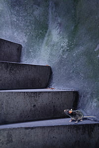 black rat on stairs thumbnail