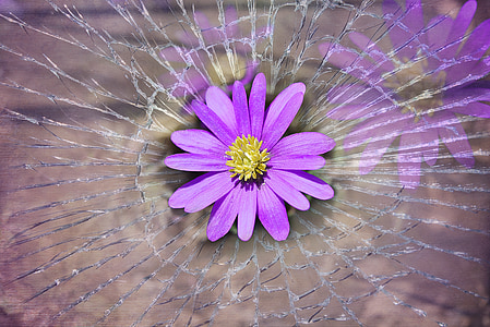 purple flower on body of water in close-up photography thumbnail