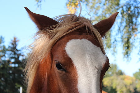 close shot of brown horse thumbnail