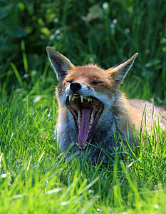 red fox thumbnail