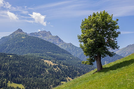 green tree on mountain during daytime thumbnail
