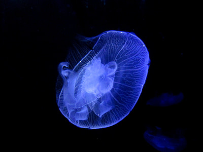 blue Box Jellyfish thumbnail