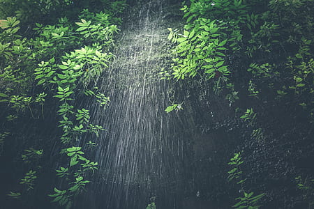 green leaf tree thumbnail