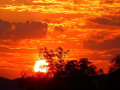 silhouette of trees during golden hour thumbnail