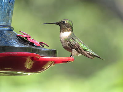 brown and green bird perched red plastic tray thumbnail