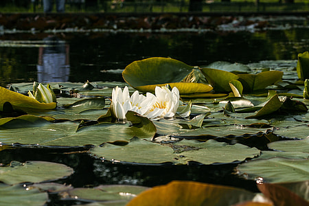 White Water Lily, Nymphaea Alba thumbnail