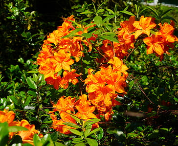 orange azalea flowers at daytime thumbnail