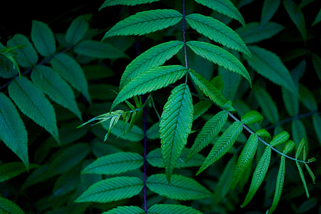 green leafed plant thumbnail