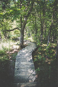 grey wooden forest trail thumbnail