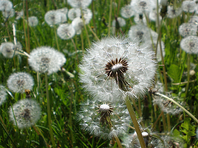 white Dandelion field during daytime thumbnail