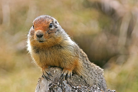 selective focus photography of brown animal on stone thumbnail