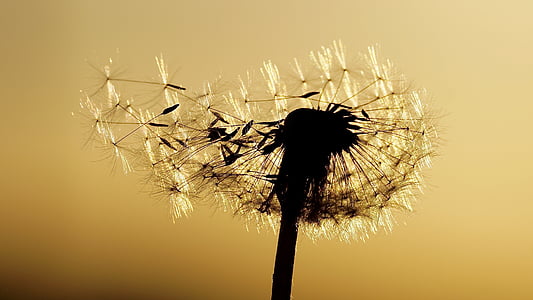 silhouette of dandelion thumbnail