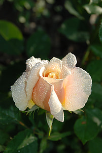 white rose flower with water dew thumbnail