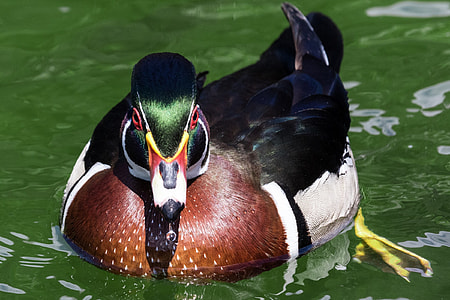 black green and brown mallard duck thumbnail