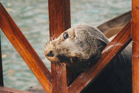brown sea lion on brown wooden post thumbnail