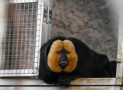 brown and black animal in cage thumbnail
