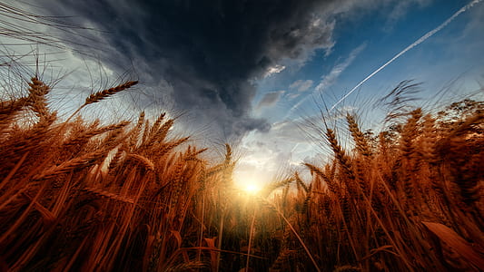 low angle photography of wheat field thumbnail