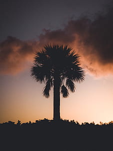 silhouette of a palm tree during golden time thumbnail