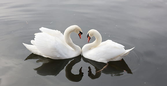 two white swans on water during daytime thumbnail