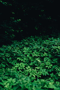 green leafed plant thumbnail