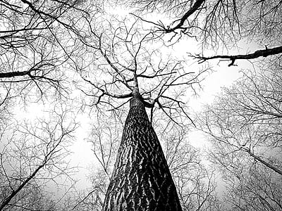 black-and-white, branches, tree, high thumbnail