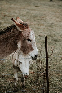 brown donkey beside gray fence thumbnail