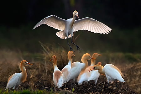 flock of long-beak birds thumbnail