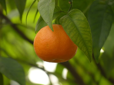 orange fruit in closeup photography thumbnail