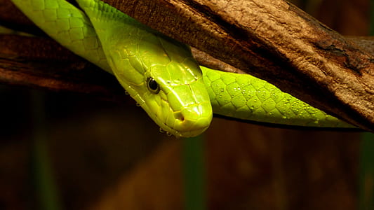 green snake thumbnail