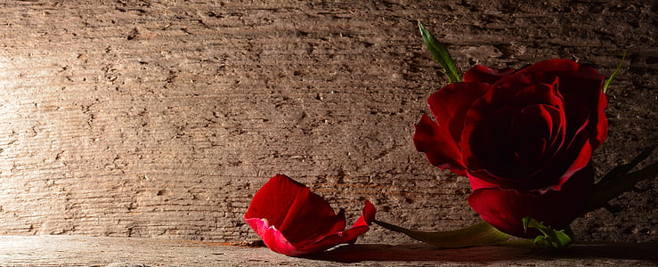 red rose thumbnail