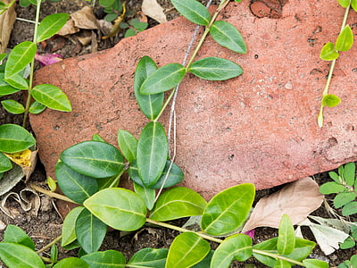 ovate leafed plant on brown surface thumbnail