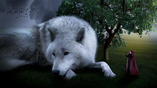 white wolf laying on green grass field thumbnail