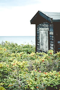 house beside plants near sea thumbnail