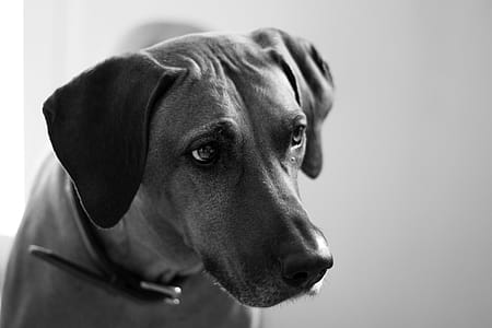 Photo Of Adult Dog thumbnail