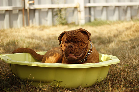 adult mahogany French mastiff lying on yellow plastic tub thumbnail