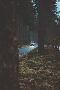 white vehicle driving between forest during nighttime thumbnail