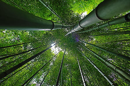 bottom view shot of green bamboos thumbnail