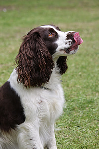 adult Welsh Springer spaniel sitting on grass field thumbnail