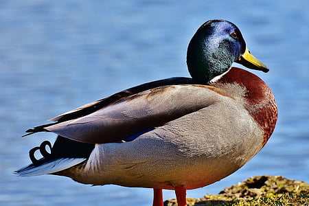 brown and green mallard duck thumbnail