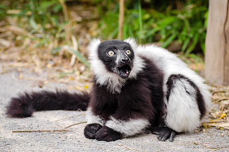 Lemur barking back at the Camera thumbnail