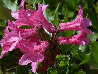 pink petaled flowers in bloom at daytime thumbnail