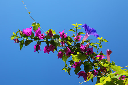 low-angle photo of pink and purple flowers under clear blue sky thumbnail