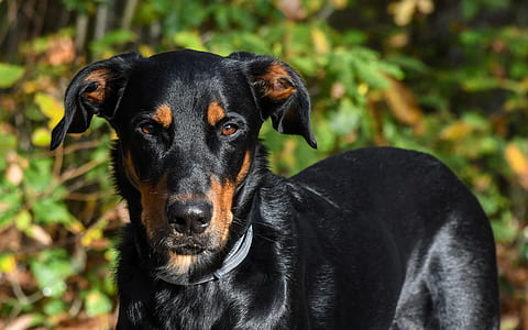 selective focus photo of adult black and rust Doberman pinscher thumbnail