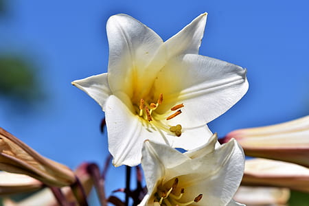 selective focus photography of white flowers thumbnail